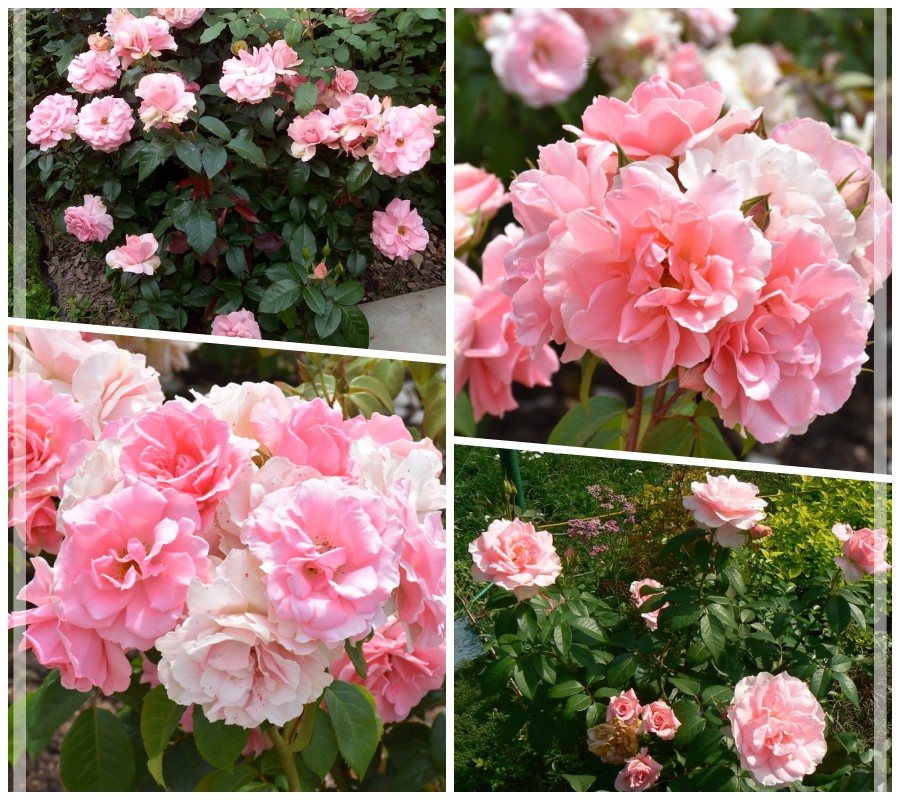 You're Beautiful róże rabatowe